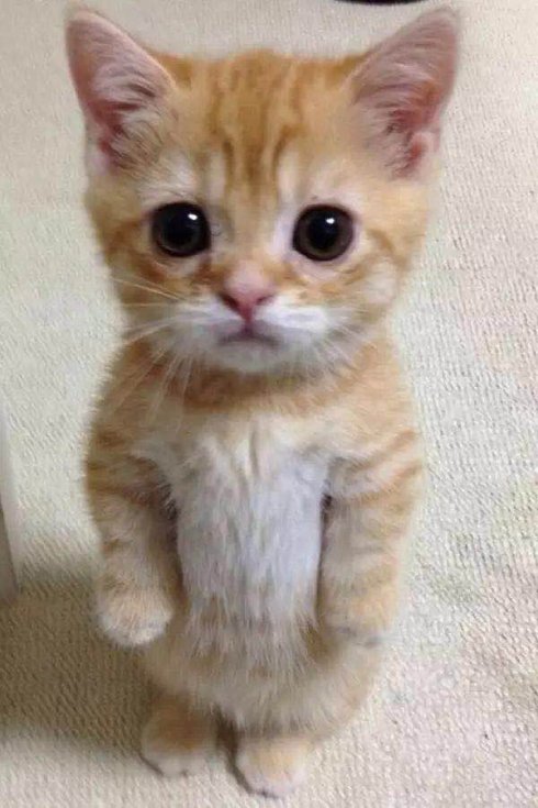 武汉市联合宠物医院怎么样,武汉联合动物医院养宠物