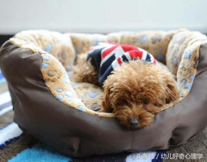 被宠物老鼠咬伤正确处理方法,宠物咬伤后的处理方法