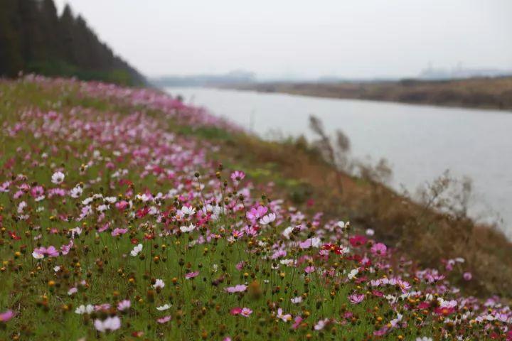 你越黄，我越喜欢！凛冬将至，这是最后一波西太湖的秋景