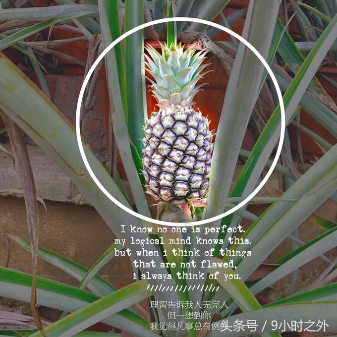 湛江天成台旅游,湛江天成台度假村有什么好玩的