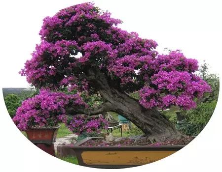 杜鹃花的鉴赏方法,关于杜鹃花的养护知识资料