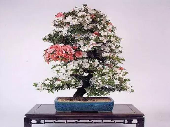 杜鹃花的鉴赏方法,关于杜鹃花的养护知识资料