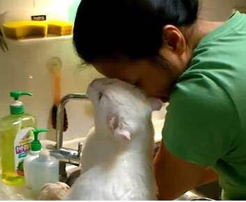 武汉市联合宠物医院怎么样,武汉联合动物医院养宠物