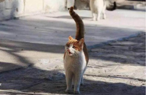 武汉市联合宠物医院怎么样,武汉联合动物医院养宠物