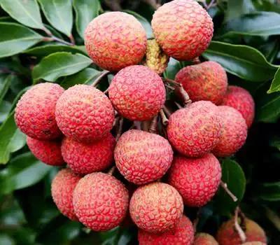 全国各个省市的特产介绍,中国各省市特产