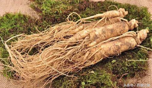 秋冬补高丽参让你元气满满,滋补佳品高丽参