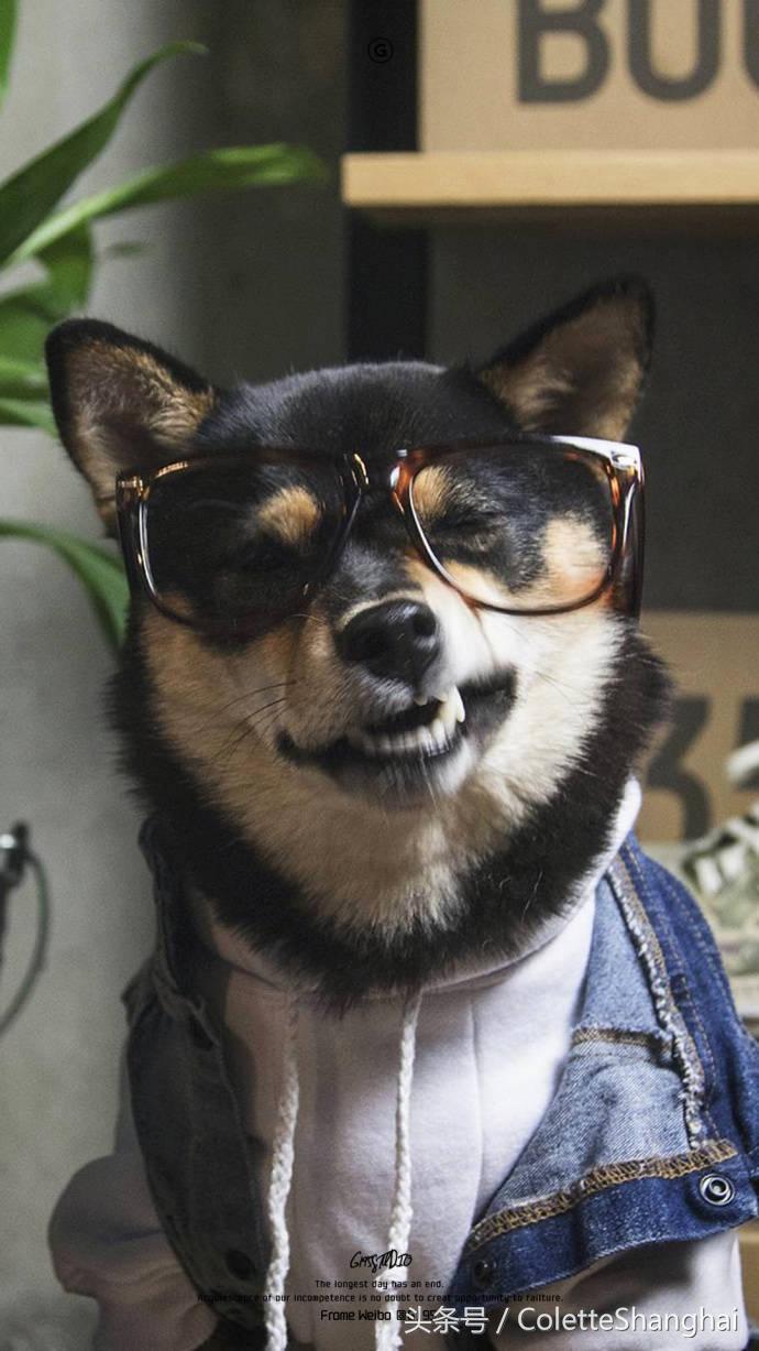 皇室狗狗壁纸,穿衣服的狗狗壁纸