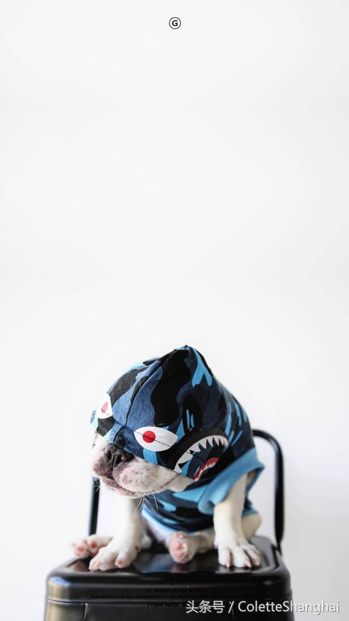 皇室狗狗壁纸,穿衣服的狗狗壁纸