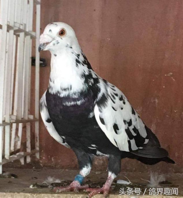 老信鸽开家技巧,信鸽开家最好方法