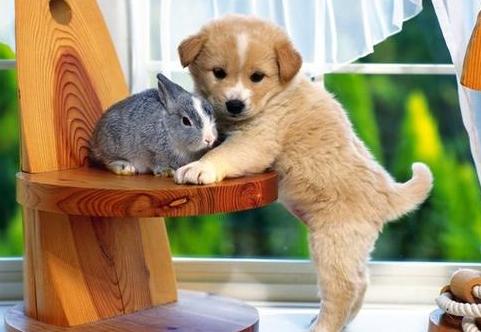 5个狗狗喂养方法与技巧,如何调教狗狗护食行为