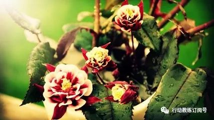 怎么让员工愿意为你做事,如何让一个员工主动听你的话