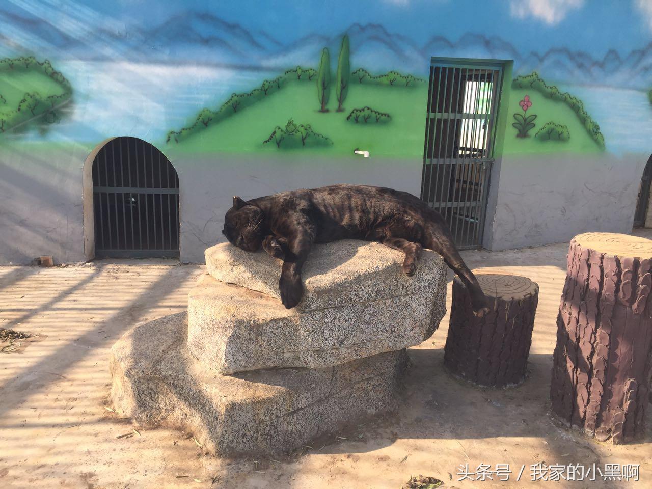 测评德州一日游,德州市动植物园一日游