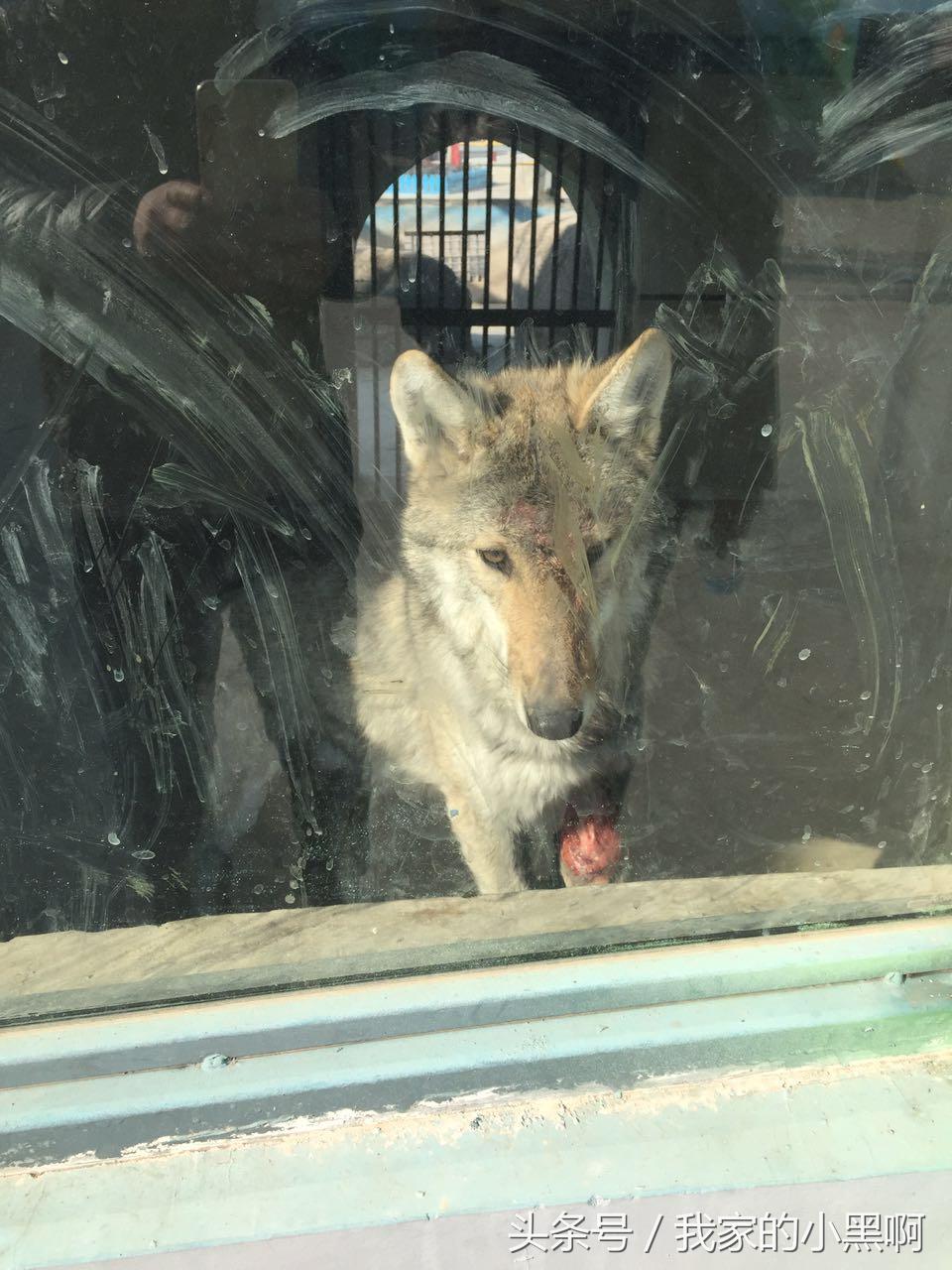 测评德州一日游,德州市动植物园一日游