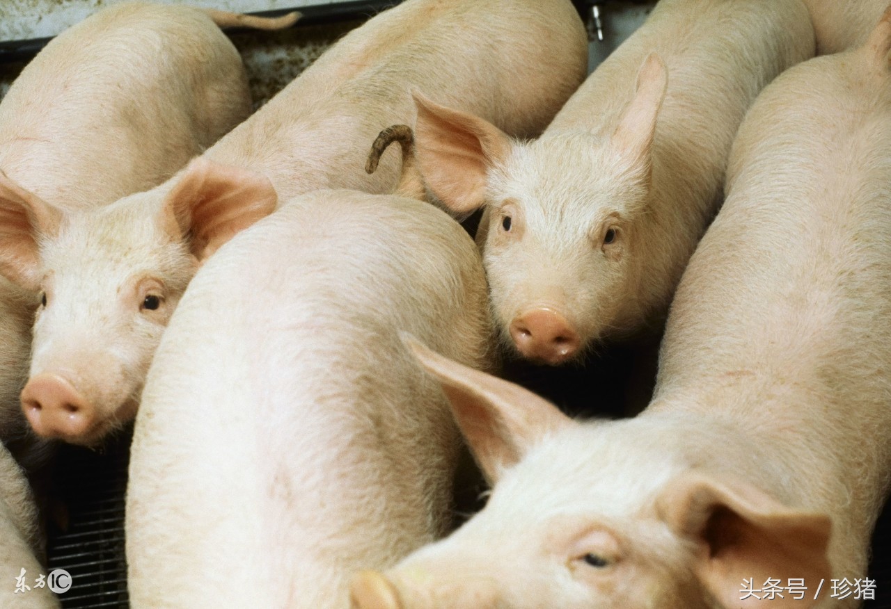 猪链球菌和附红细胞体混合感染,猪得了附红细胞体病有哪些症状