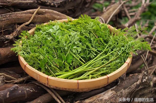 辣木苗的正确吃法,辣木苗蔬菜