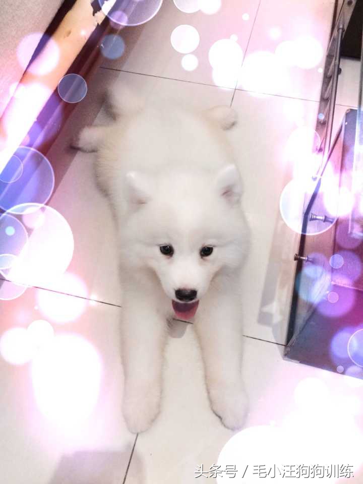 先天性疾病萨摩耶,小萨摩耶得了犬瘟和细小