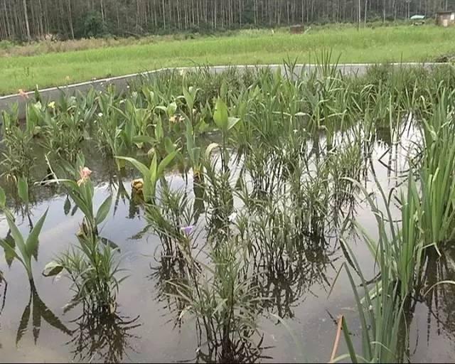 清远清新文明村,清远市文明村