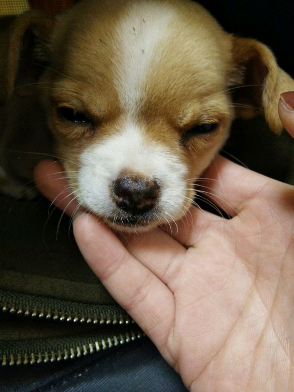 狗狗全身抽搐吐白沫吐血怎么回事,我家狗狗今天吐血不知怎么回事