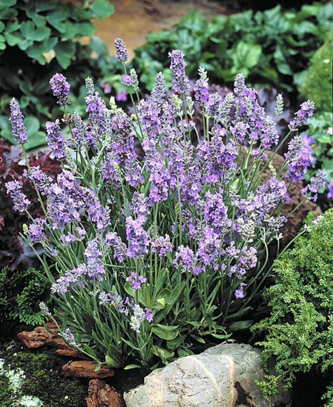 薰衣草，在等待爱情的路上优雅浪漫地踱步