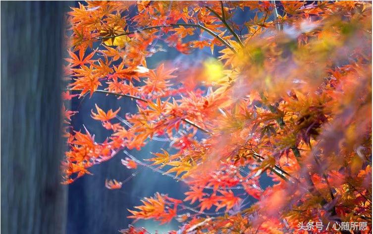 头痛牙痛肚子痛,头痛肚子痛全身无力吃什么药