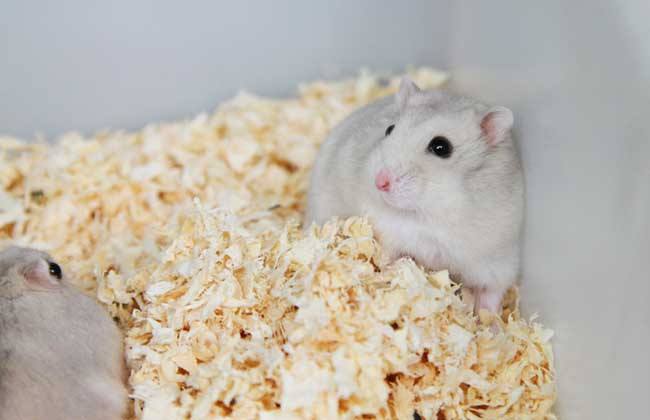 仓鼠饲养箱子,仓鼠饲养基地