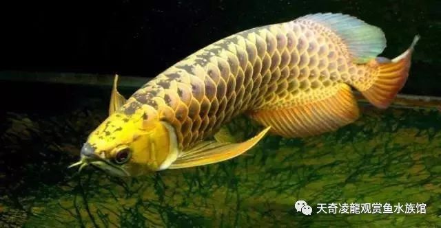 龙鱼受惊,龙鱼受惊如何封缸