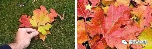 摄影初学者的十大忠告,摄影初学者的10个忠告