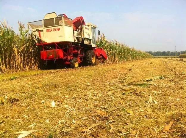如何避免小麦冬春季死苗,年前小麦苗弱苗黄脱肥了怎么办