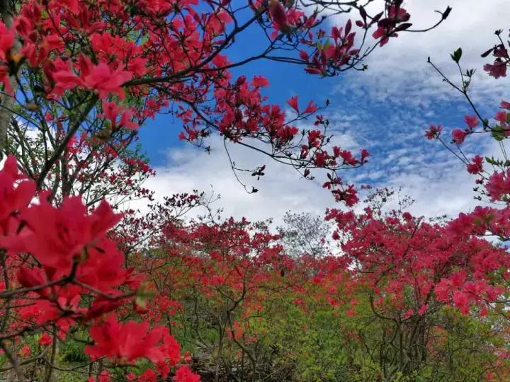 杜鹃花的鉴赏方法,关于杜鹃花的养护知识资料