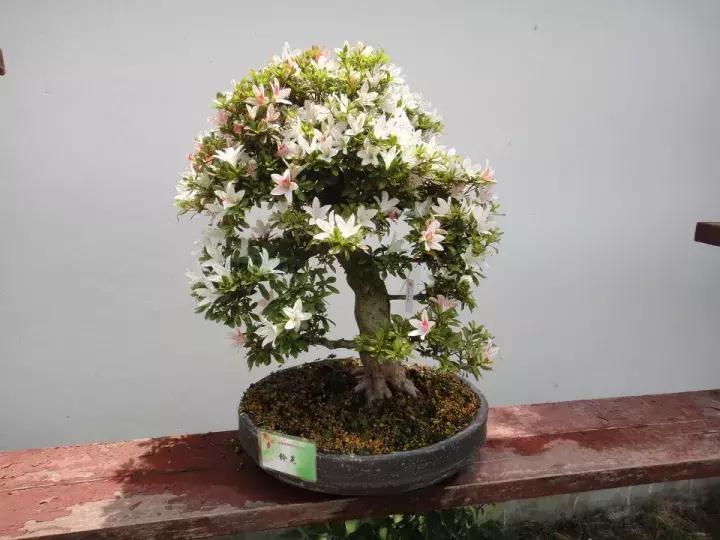 杜鹃花的鉴赏方法,关于杜鹃花的养护知识资料