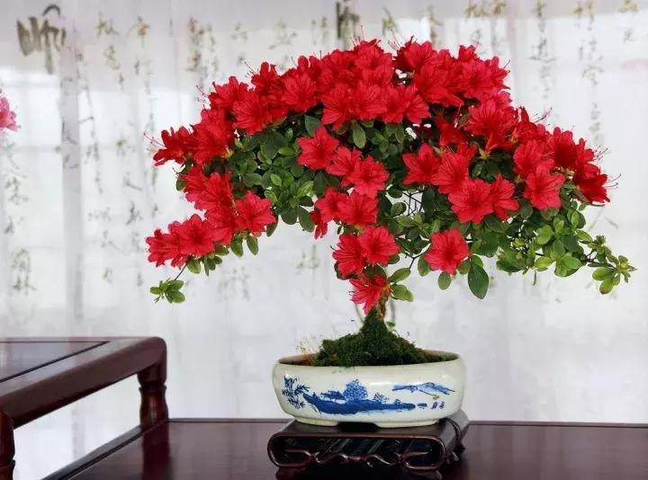 杜鹃花的鉴赏方法,关于杜鹃花的养护知识资料