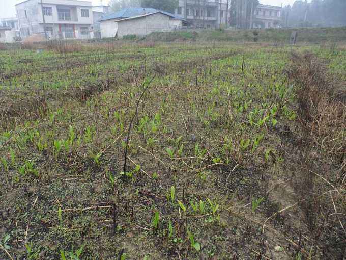 土质比较粘适合种什么,白芨土壤