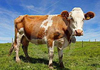 一个乳牛的牧场,为了维持牛的数量,在母牛群中放养了一只公牛