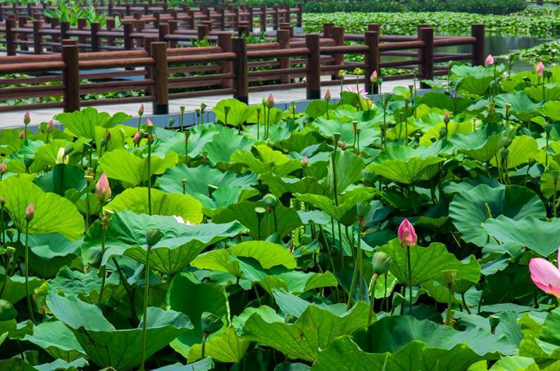 长兴有多美之图影生态湿地文化园，是典型的湖泊形湿地
