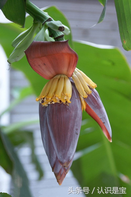 芭蕉树它是怎么来的,讲解芭蕉树