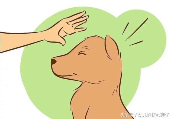 被宠物老鼠咬伤正确处理方法,宠物咬伤后的处理方法