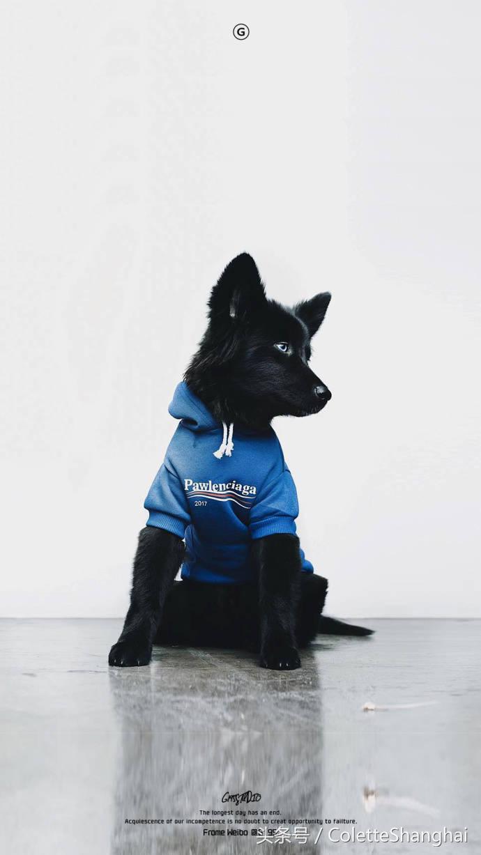 皇室狗狗壁纸,穿衣服的狗狗壁纸