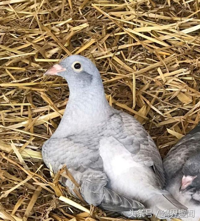 鸽子一年繁殖几窝蛋合适,冬天鸽子孵蛋注意事项