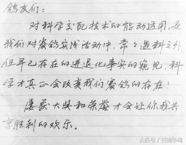 胡刚赛鸽,胡刚说鸽定棚鸽最新视频