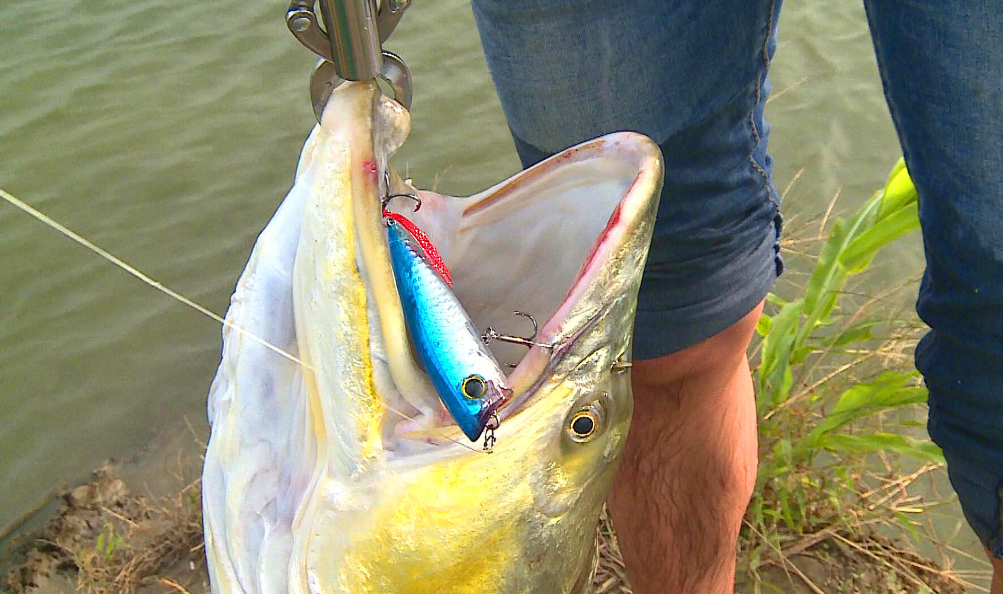 够胆你就来张惠妹,够胆你就来粤语怎么说