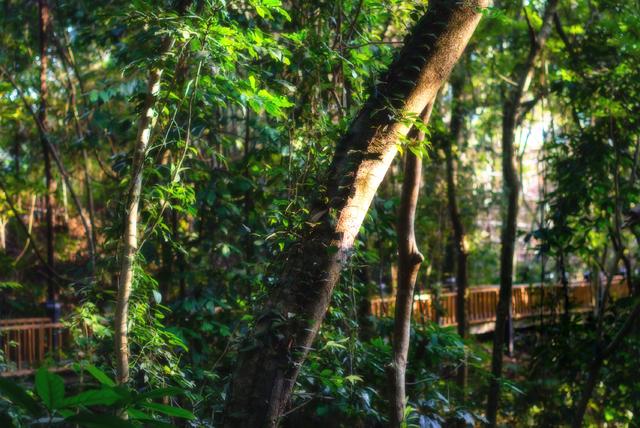 空山有灵，漫步阡陌