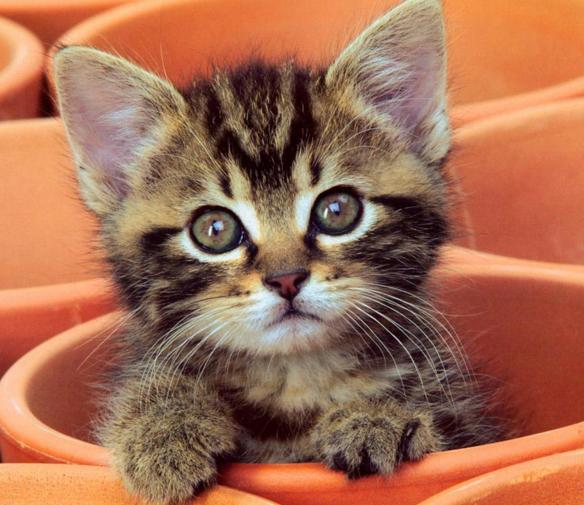 一个乳牛的牧场,为了维持牛的数量,在母牛群中放养了一只公牛