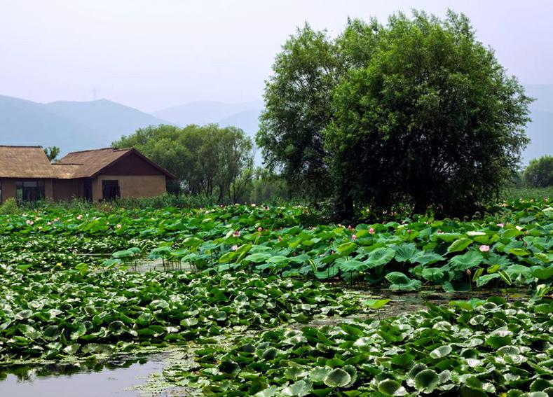 长兴有多美之图影生态湿地文化园，是典型的湖泊形湿地