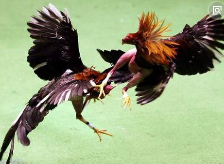 唐明皇与杨贵妃安禄山造反,唐明皇与杨贵妃安禄山结局