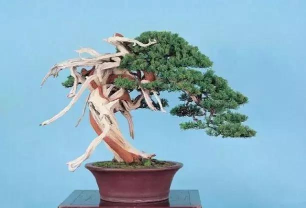 榆树盆景冬天在室内落叶吗,落叶盆景冬天怎么养护