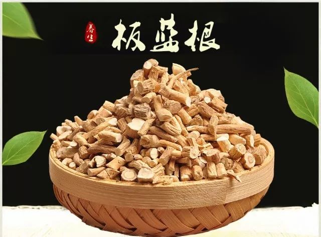 你只知道板蓝根治感冒，可你知道种在阳台上的板蓝根有多美吗？