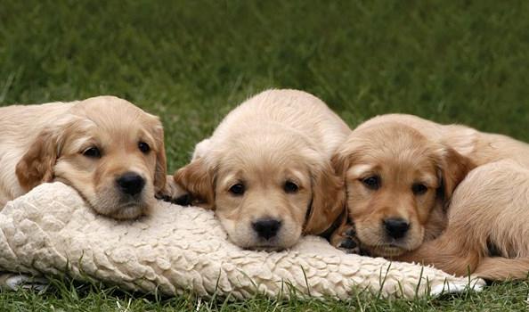 5个狗狗喂养方法与技巧,如何调教狗狗护食行为