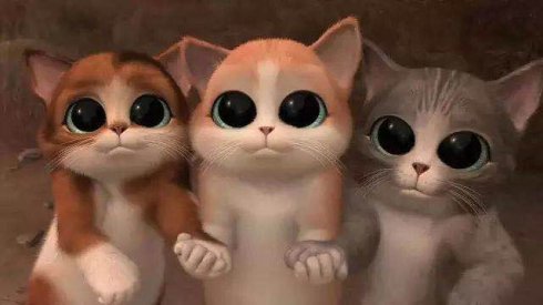 武汉市联合宠物医院怎么样,武汉联合动物医院养宠物