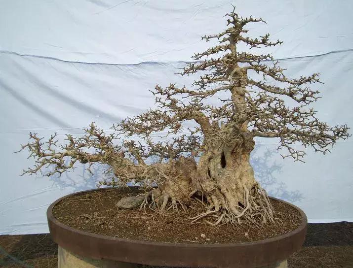 榆树盆景冬天在室内落叶吗,落叶盆景冬天怎么养护