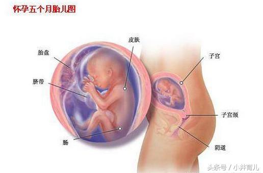 孕期：妊娠第37~40周的注意事项